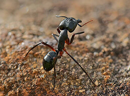 Древоточцы муравьи